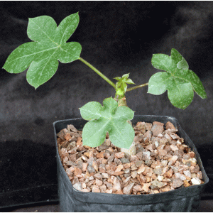 Jatropha macrocarpa one-gallon pots
