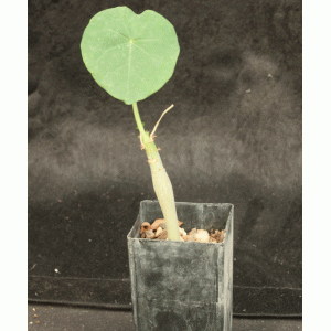 Jatropha podagrica (yellow flowers) 2-inch pots