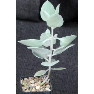 Kalanchoe hildebrandtii 2-inch pots
