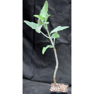 Kalanchoe beharensis (glabrous)5-inch pots