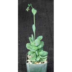 Kalanchoe paniculata 2-inch pots
