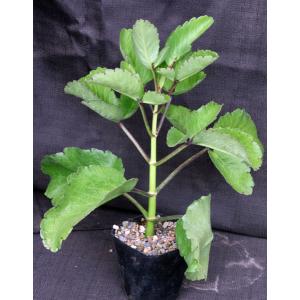 Kalanchoe pinnata 5-inch pots