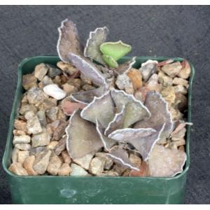 Kalanchoe rhombopilosa var. viridifolia 4-inch pots