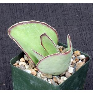 Kalanchoe synsepala var dissecta 4-inch pots