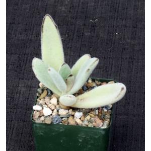 Kalanchoe tomentosa 4-inch pots