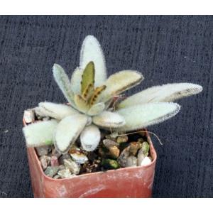 Kalanchoe tomentosacvChocolate Soldier 3-inch pots
