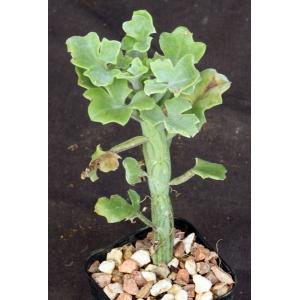 Kleinia articulata 2-inch pots