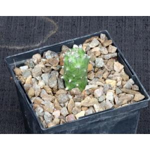 Kleinia mweroensis ssp. saginata 5-inch pots