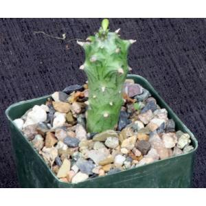 Kleinia mweroensis ssp. saginata 4-inch pots