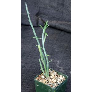 Kleinia descoingsii 4-inch pots