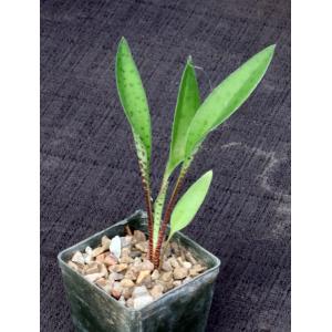 Ledebouria revoluta (Tanzania) 3-inch pots