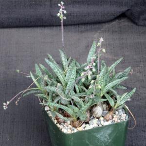 Ledebouria socialis ‘Minor’ 4-inch pots