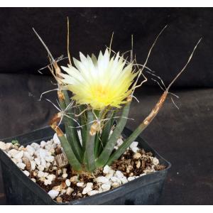 Leuchtenbergia principis one-gallon pots