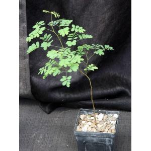 Libidibia ferrea 4-inch pots