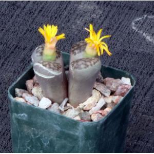 Lithops bromfieldii var. insularis 2-inch pots