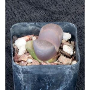 Lithops comptonii 2-inch pots