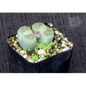 Lithops salicola (malachite form) 2-inch pots