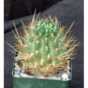 Lobivia maximiliana ssp. charazanensis 4-inch pots