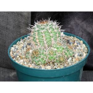 Echinopsis crassicaulis 8-inch pots