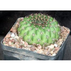 Lobivia draxleriana 5-inch pots