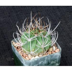 Lobivia ferox 4-inch pots