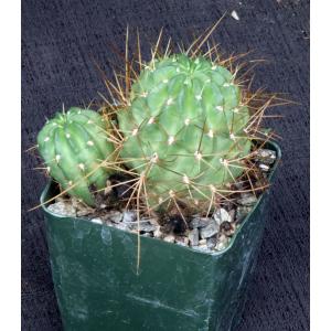 Lobivia maximiliana ssp. charazanensis 4-inch pots