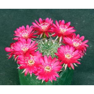 Echinopsis backebergii 4-inch pots