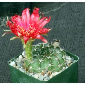 Lobivia pojoensis var. grandiflora 4-inch pots