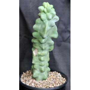 Lophocereus schottii var. monstrosus 2-gallon pots