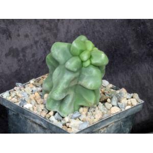 Lophocereus schottii var. monstrosus 5-inch pots