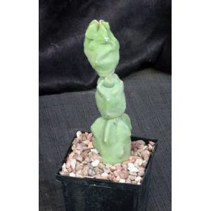 Lophocereus schottii var. monstrosus 5-inch pots