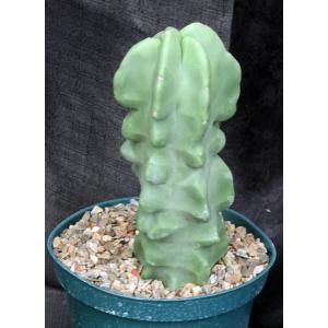 Lophocereus schottii var. monstrosus 8-inch pots