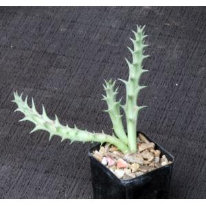 Luckhoffia beukmannii 2-inch pots