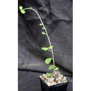 Maerua kaessneri 5-inch pots