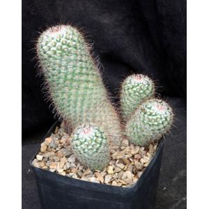 Mammillaria bombycina one-gallon pots