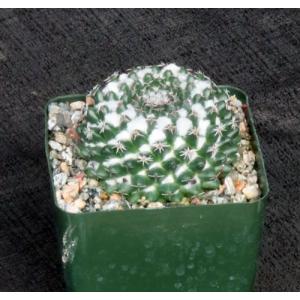 Mammillaria sempervivi 4-inch pots