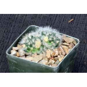 Mammillaria albicoma 3-inch pots