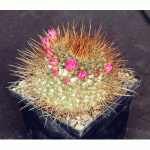 Mammillaria apozolensis var. saltensis (L1045) 5-inch pots