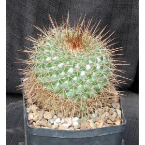 Mammillaria apozolensis var. saltensis (L1045) one-gallon pots