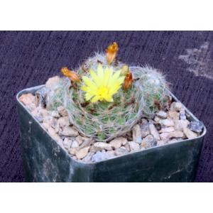 Mammillaria baumii 4-inch pots