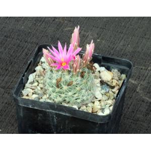 Mammillaria boolii 5-inch pots