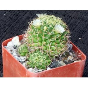 Mammillaria camptotricha var. marnier 3-inch pots