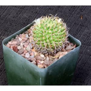 Mammillaria camptotricha var. marnier 4-inch pots