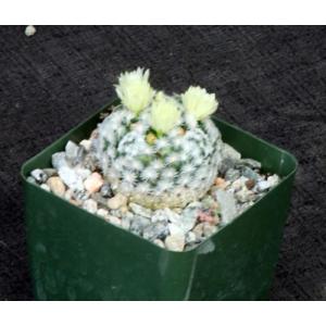 Mammillaria duwei 4-inch pots