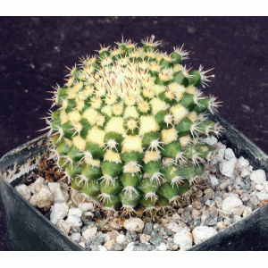 Mammillaria eichlamii 4-inch pots