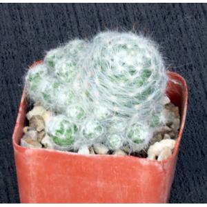 Mammillaria glassii 3-inch pots