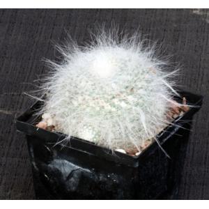Mammillaria glassii 5-inch pots