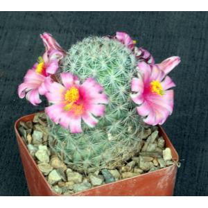 Mammillaria grahamii 4-inch pots