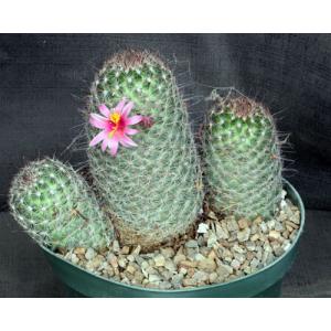 Mammillaria grahamii 8-inch pots