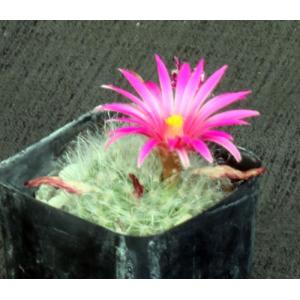 Mammillaria guelzowiana 2-inch pots